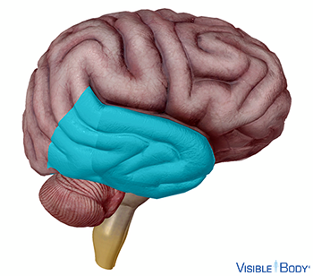 Schläfenlappen (Lobus temporalis)