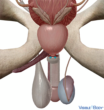 Bulbourethral glands (Cowper’s glands)