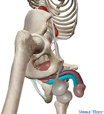 Corpus spongiosum