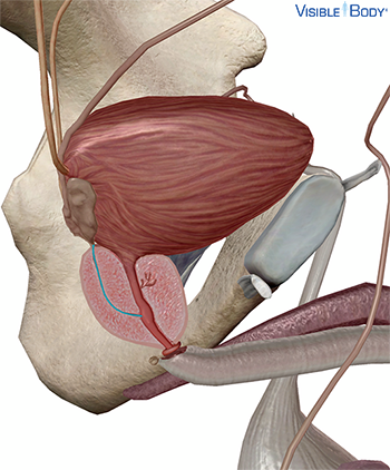 Ductus ejaculatorius