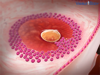 Follikel  (Ovarialfollikel, Eifollikel)