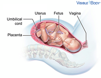 Placenta