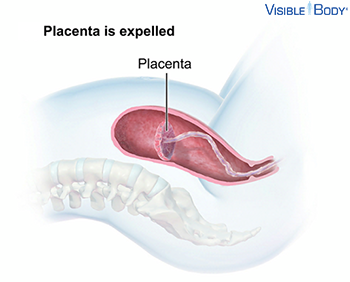 Placental stage