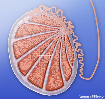 Samenkanälchen (Tubuli seminiferi)