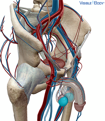 Testicle (testis)