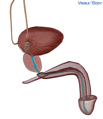 Urethra (male)