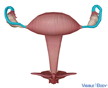 Eileiter (Tuba uterina, Salpinx) (Fallopian tube)