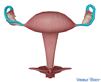 Uterine tube (Fallopian tube)