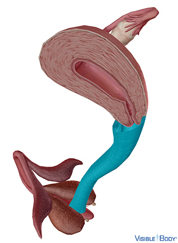 Scheide (Scheide (Vagina))