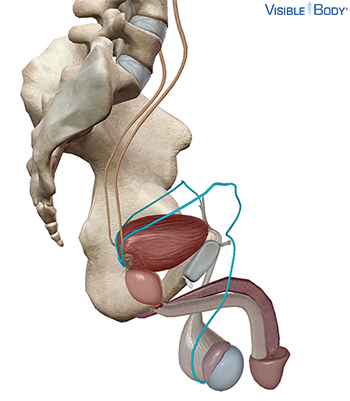 Vas deferens