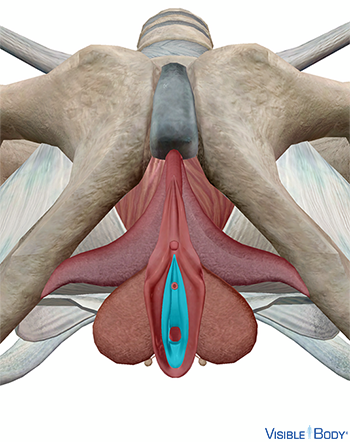 Scheidenvorhof (Vestibulum vaginae)