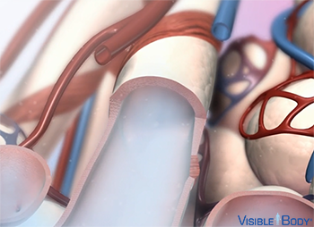 Bronchodilation & bronchoconstriction