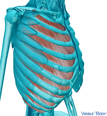 Musculi intercostales externi