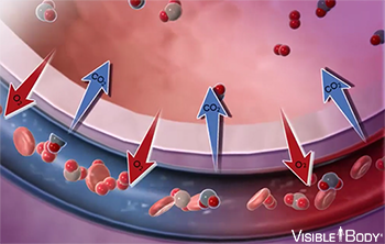 Gas exchange (external respiration)