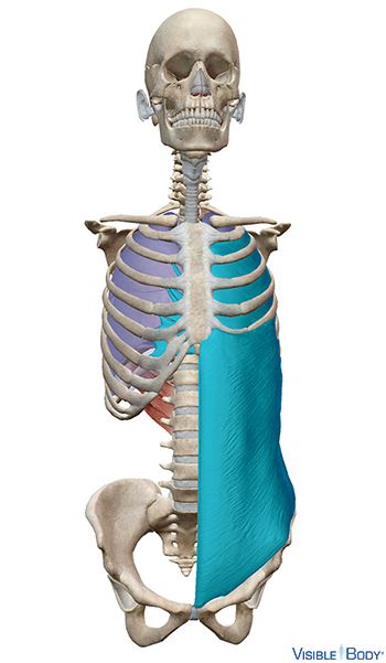 Glossary of the Respiratory System | Learn Respiratory Anatomy