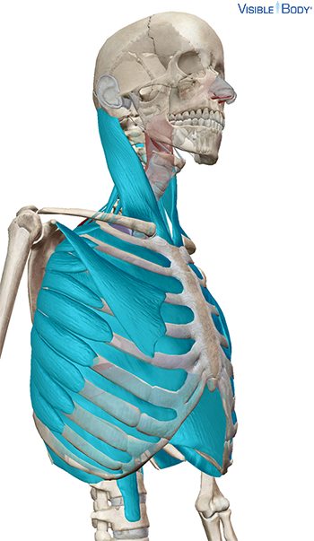 Glossary of the Respiratory System | Learn Respiratory Anatomy