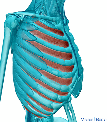 Internal intercostals
