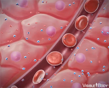 Internal respiration