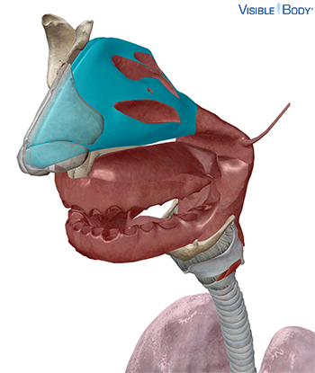 Nose (nasal cavity)