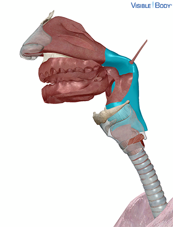 Pharynx