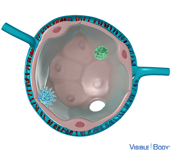 Pulmonary capillary beds