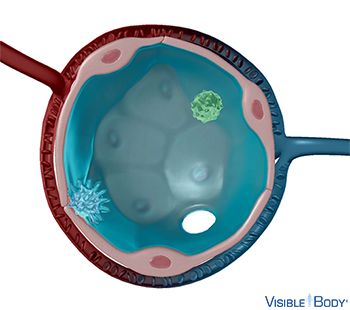 Pulmonary surfactant