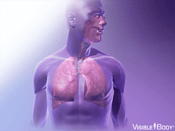 Pulmonary ventilation