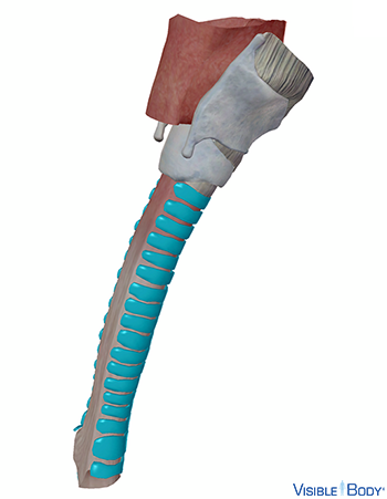 Tracheal cartilaginous rings