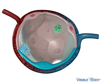 Type I alveolar cell
