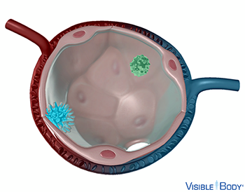 Type II alveolar cell