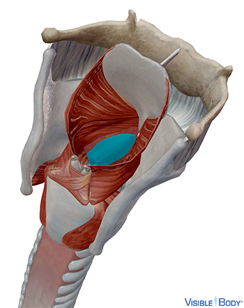 Vocal folds (true vocal cords)