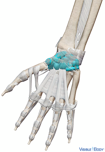 Os carpiens du poignet mis en surbrillance en contexte dans l'avant-bras