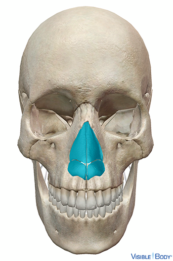 Cartilage du nez