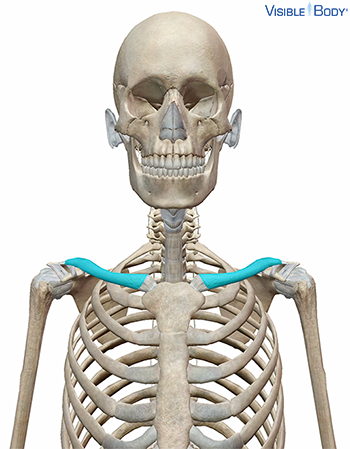 Les deux clavicules mises en surbrillance en contexte dans la partie supérieure du squelette