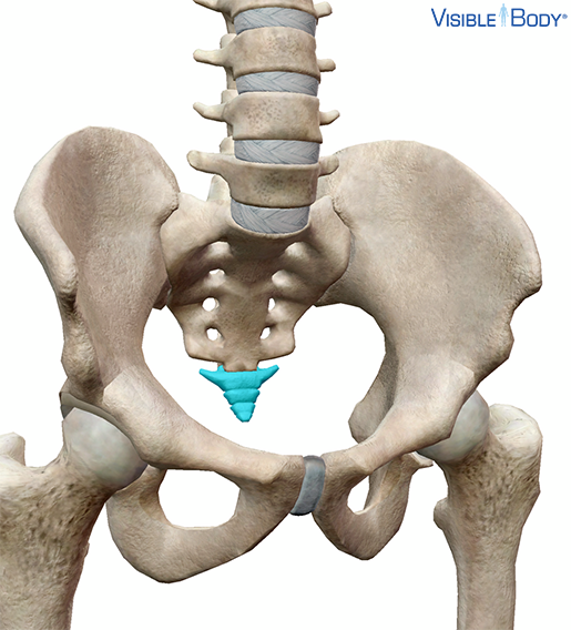 Glossary of the Skeletal System | Learn Skeletal Anatomy
