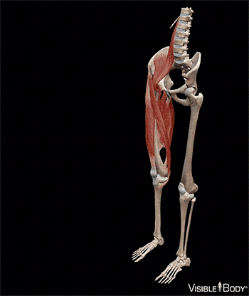 Musculos Esqueletico Gif