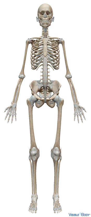 Frontal view of the human skeleton
