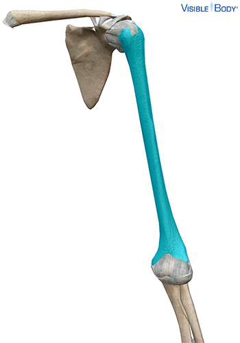 Humérus en contexte dans le bras