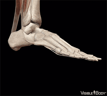Glossary of the Skeletal System | Learn Skeletal Anatomy