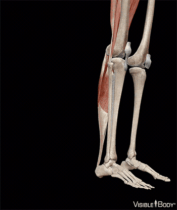Glossary of the Skeletal System | Learn Skeletal Anatomy
