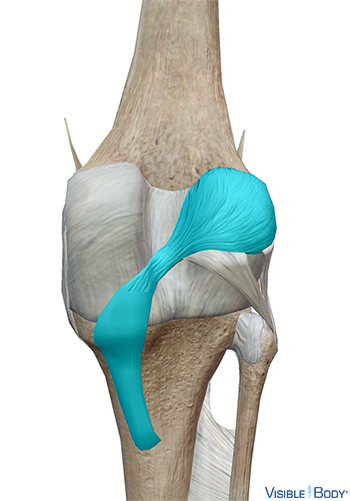 Glossary of the Skeletal System | Learn Skeletal Anatomy