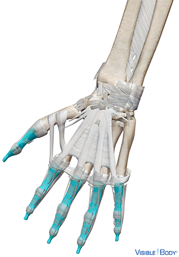 Phalanges mises en surbrillance en contexte avec les ligaments et les os de la main
