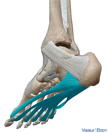 Fascia plantaire mis en surbrillance en contexte dans le pied