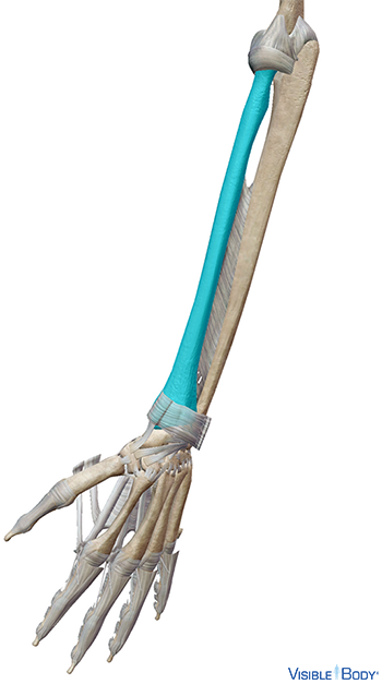 Radius en contexte dans le bras