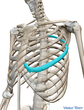 Côte mise en surbrillance en contexte dans le thorax