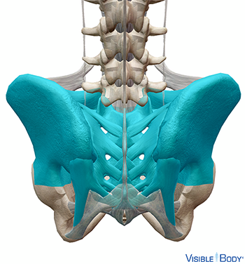 Articulation sacro-illiaque mise en surbrillance en contexte dans la hanche