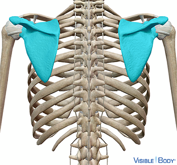 Scapulas mises en surbrillance en contexte de la partie supérieur du squelette, vue de dos