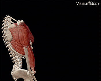 Muscles et os du bras et du torse lorsque le bras est soulevé