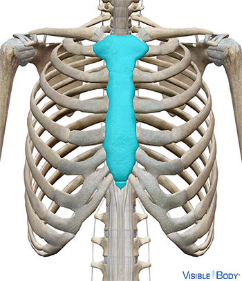 Sternum mis en surbrillance en contexte dans le thorax