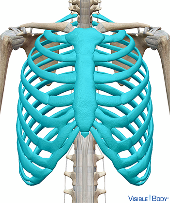 Thorax mis en surbrillance en contexte dans la partie supérieure du squelette